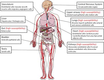 An update on angiotensin-converting enzyme 2 structure/functions, polymorphism, and duplicitous nature in the pathophysiology of coronavirus disease 2019: Implications for vascular and coagulation disease associated with severe acute respiratory syndrome coronavirus infection